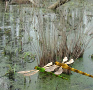 DragonFlyPose3.jpg