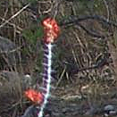spikeys.jpg