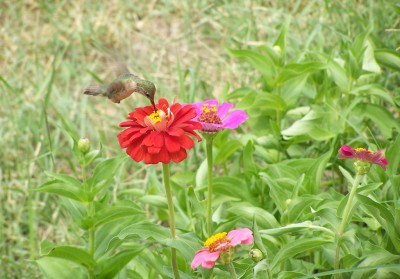 HummingBirdZenia_8-23-15.jpg