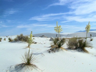 Yuccas and Pedestals