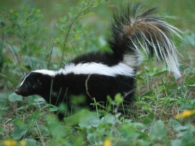skunk_ass.jpg