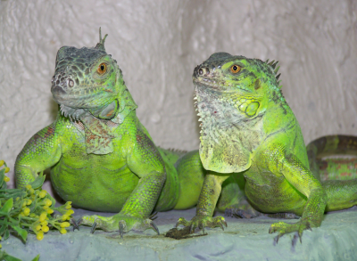 My dragons.PNG