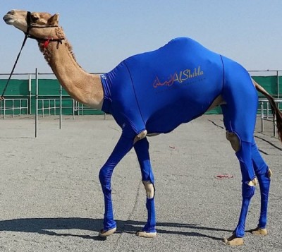 Camel.jpg