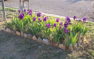 MyIrises.jpg