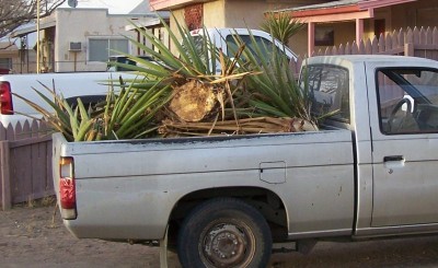 TruckSpanishDagger.jpg (84.75 KiB) Viewed 84 times TruckSpanishDagger.jpg
