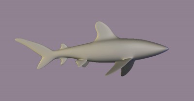 SharkMesh1.jpg
