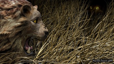 lion2.jpg