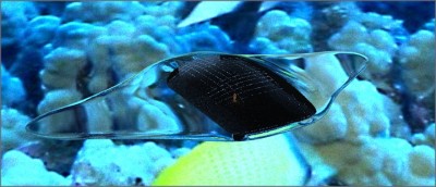 MantaRenderTestDaz_1.jpg (110.24 KiB) Viewed 4578 times Top
