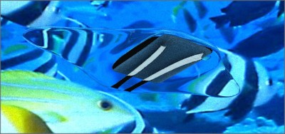 MantaRenderTestDaz_2.jpg (109.52 KiB) Viewed 4578 times Bottom