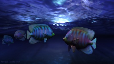poissons.jpg (211.96 KiB) Viewed 4082 times poissons.jpg