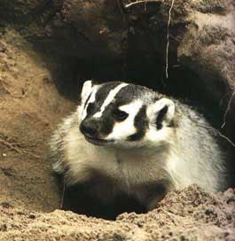 badger1.jpg