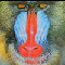 MANDRILL.jpg