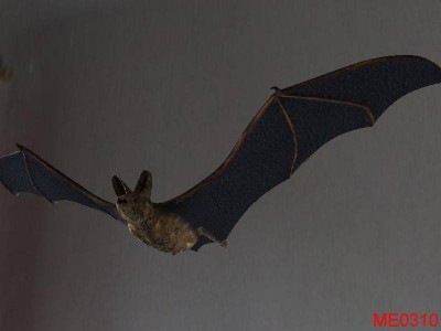 Fledermaus.jpg